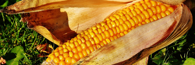 Mikor lehet „GMO-mentes termelésből” származó egy szójaliszt, a tej, a méz, egy szójaital vagy egy szalámi?