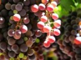 Az autentikus borszőlőfajták bemutatása
