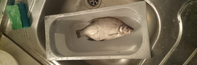 Több mint 200 kiló halat foglalt le az ÁHSZ