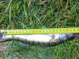 22 méreten aluli fogassüllőt találtak egy horgásznál a NÉBIH halőrei