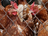Alapos ellenőrzésekre számíthatnak a baromfitartók a madárinfluenza megelőzése érdekében