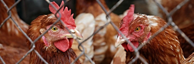 Alapos ellenőrzésekre számíthatnak a baromfitartók a madárinfluenza megelőzése érdekében
