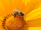 Emelt mintaszámmal folytatódik idén a méhkockázati monitoring program