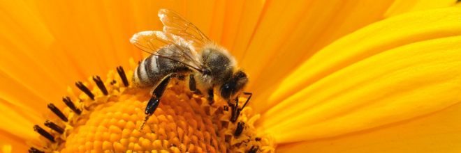 2020. február 20-ától újra igényelhető támogatás a méhészeti nemzeti programból