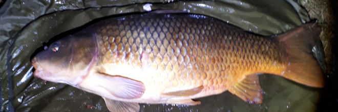 Jogosulatlanul áttelepített halat vitt vissza eredeti élőhelyére a Nébih Állami Halőri Szolgálata