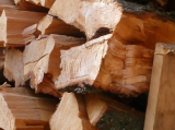 Az erdei faválasztékot szállítókat is ellenőrzi a Nébih