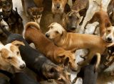 Jelentkezzenek a takarmányhiánnyal küzdő menhelyek az állatvédelmi ernyőszervezeteknél