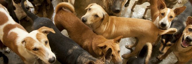 Átfogó ivartalanítási program indul a kóbor kutyák számának csökkentése és az örökbefogadások segítése érdekében