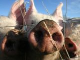 Lakossági tájékoztatás dioxin gyanús ír sertéshús és hústermékek ügyében
