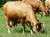 Közlemény - Tájékoztató a tejelő tehén takarmányok aflatoxin szennyezettségének csökkentési lehetőségeiről