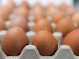 Újabb fipronillal szennyezett tojást talált a NÉBIH