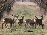 Negyedszer tanácskoztak a hazai vadegészségügy és vadgazdálkodás aktuális kérdéseiről