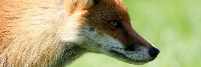 Tájékoztató a rókák orális immunizálásáról