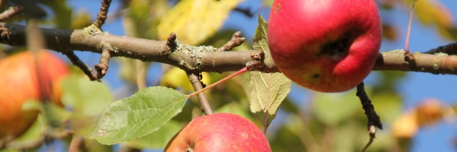 A gyümölcsültetvény telepítés engedélyezésével kapcsolatos tudnivalók