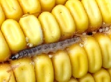 Tájékoztató a kukorica károsítók elleni biológiai védekezés tapasztalatairól