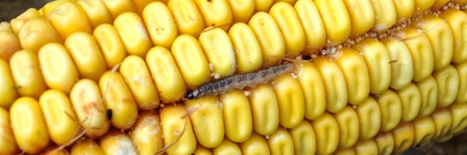 Tájékoztató a kukorica károsítók elleni biológiai védekezés tapasztalatairól