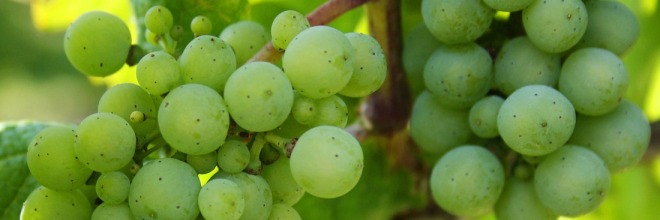 Árutermő szőlő ültetvények telepítésének és kivágásának bejelentése