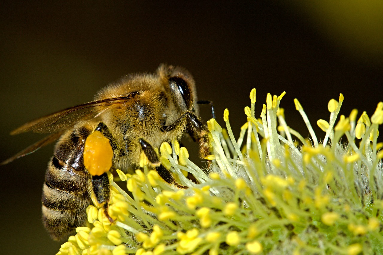 Virágzó növénykultúrákban végzett rovarölő szermaradék-analitikai vizsgálatok 2013. évi eredményei
