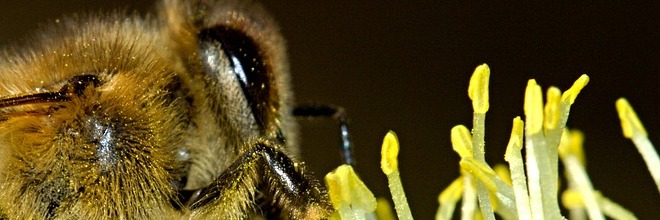 A méhmérgezések hatósági kivizsgálásának rendje
