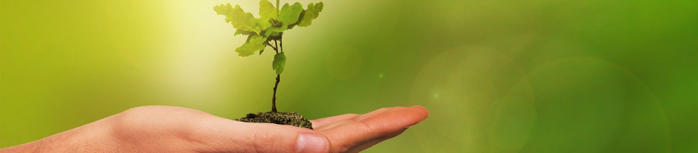 növénypalánta kézben