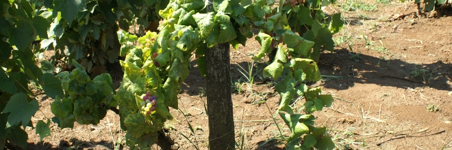 Két újabb borvidéket veszélyeztet a szőlő aranyszínű sárgaság betegséget okozó fitoplazma - támogatás igénylehető a kabóca elleni védekezéshez