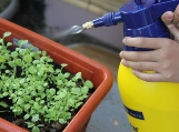 A növényvédő szerek biztonságos alkalmazása otthon és a házikertben