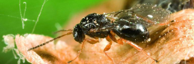 A szelídgesztenye gubacsdarázs, Dryocosmus kuriphilus (Hymenoptera, Cynipidae) parazitoid együttesei Európában