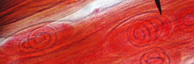 Trichinella-helyzetkép: Dögevéssel terjed a fonalféreg