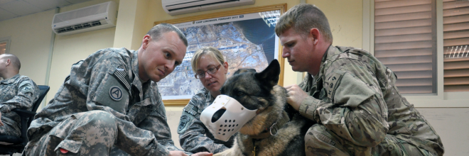 A tizedik bomba - a katonai állatorvosok feladatairól
