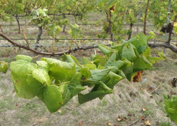 Szőlőlevél sodródás vírus  (grapevine leafroll-associated virus, GLRaV)