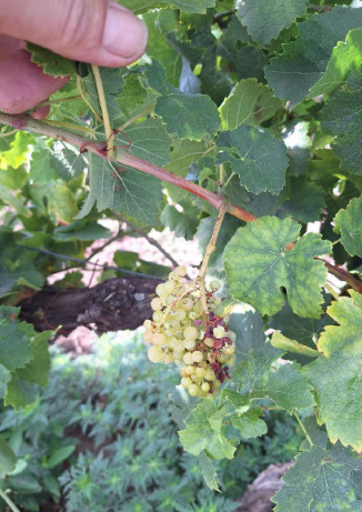 csökkent értékű fürtök