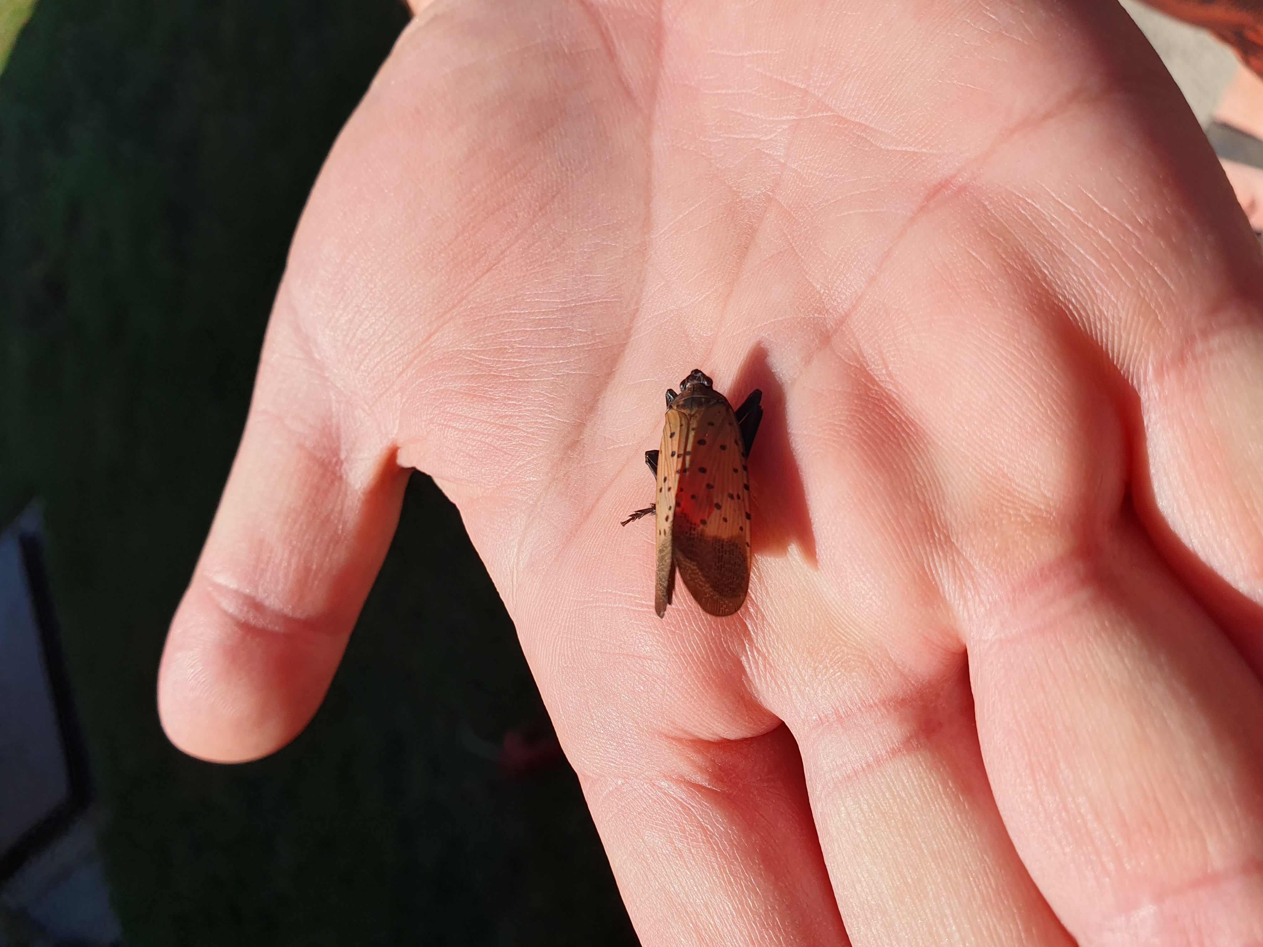 Pöttyös lámpahordó-kabóca imágó (Forrás: Bács-Kiskun vármegyei kormányhivatal)