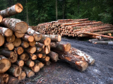 A Nébih koordinálja egyes statisztikai adatok gyűjtését az erdészeti ágazatban
