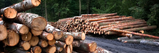 Egyre hatékonyabb az illegális fakitermelés és kereskedelem elleni küzdelem Magyarországon
