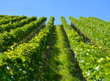 Vissza nem térítendő támogatás igényelhető az amerikai szőlőkabóca elleni védekezéshez