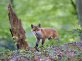 Március végén kezdődik a vadon élő rókák veszettség elleni immunizálási kampánya