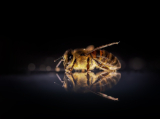 Adatgyűjtés indul a tavalyi méhpusztulások felderítése érdekében