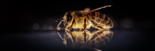 Adatgyűjtés indul a tavalyi méhpusztulások felderítése érdekében