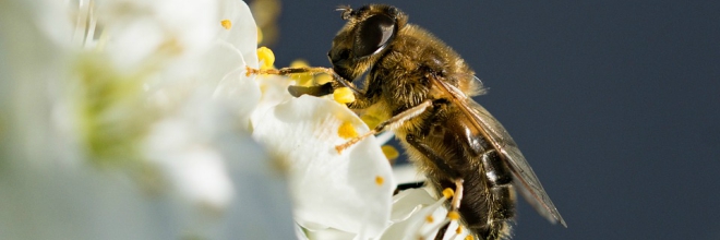 A Nébih ZöldSzámán jelenthetőek a méhpusztulási esetek
