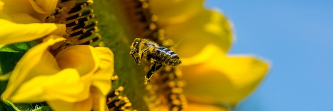 Kiemelt ellenőrzések a méhek védelmében
