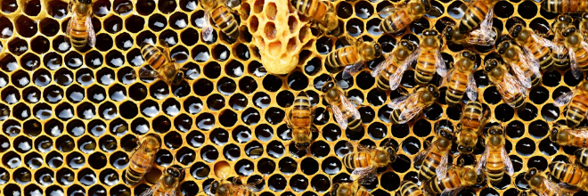 Méhészek munkáját könnyíti meg a Nébih új elektronikus felülete