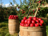 Elérkezett az almafelvásárlásokhoz kapcsolódó szerződéskötési határidő