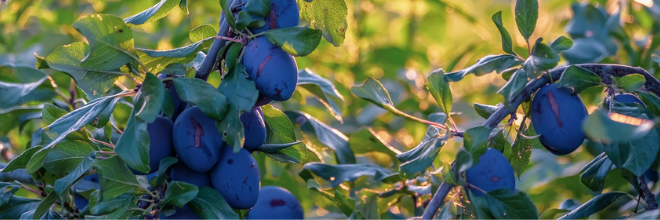 Fontos betartani a gyümölcs- és a szőlő szaporítóanyagok kitermelési határnapját