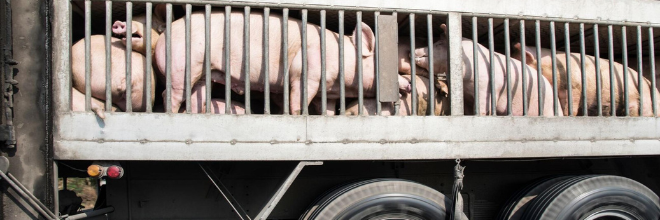 Antibiotikum reszisztencia: Milyen kockázat van az állatok szállításában?