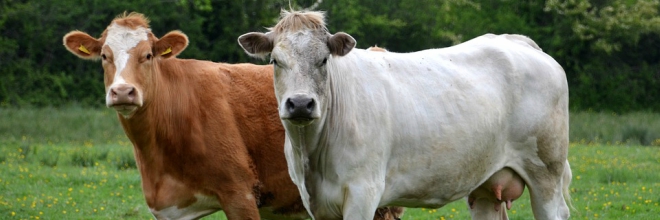 Európai szakértők vizsgálják a szarvasmarhák szivacsos agyvelősorvadásának lehetséges okait