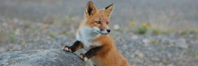 Holnaptól indul a vadon élő rókák őszi veszettség elleni immunizálási kampánya