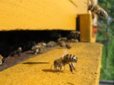 A Nébih visszahívta a mézelő méhek kezelésére szolgáló Oxxovar 5% oldat gyógyhatású készítményt a hazai piacról