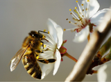 Méhkímélő technológia alkalmazása gabonafélékben virágzás idején