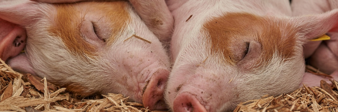 Farm to Fork kampány: EFSA ajánlások a telepeken élő sertések állatjólétének fejlesztéséhez