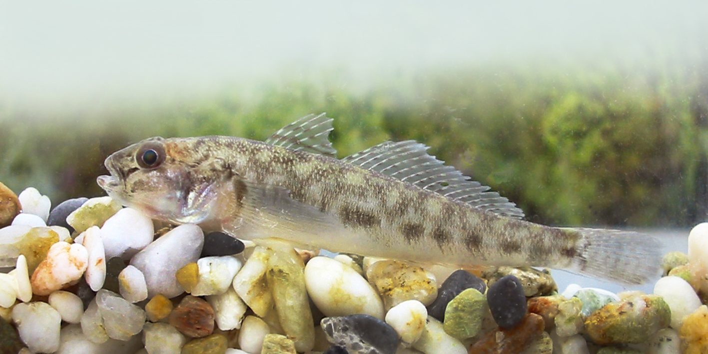 Kősüllő (Sander volgensis) Nébih